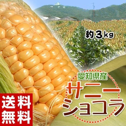 とうもろこし　『サニーショコラ』愛知県産とうもろこし 約3kg（8～12本）※冷蔵 JA愛知みなみ 送料無料