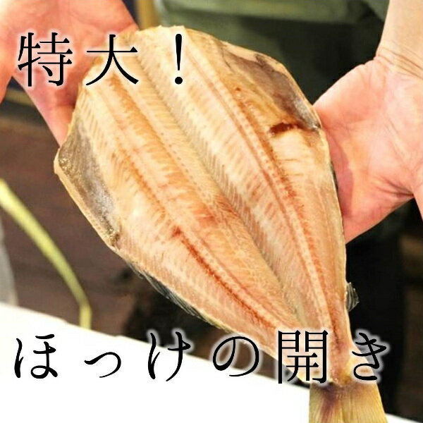 ほっけ 開き 干物 特大サイズ 1枚（約500g） 【特大ホ...