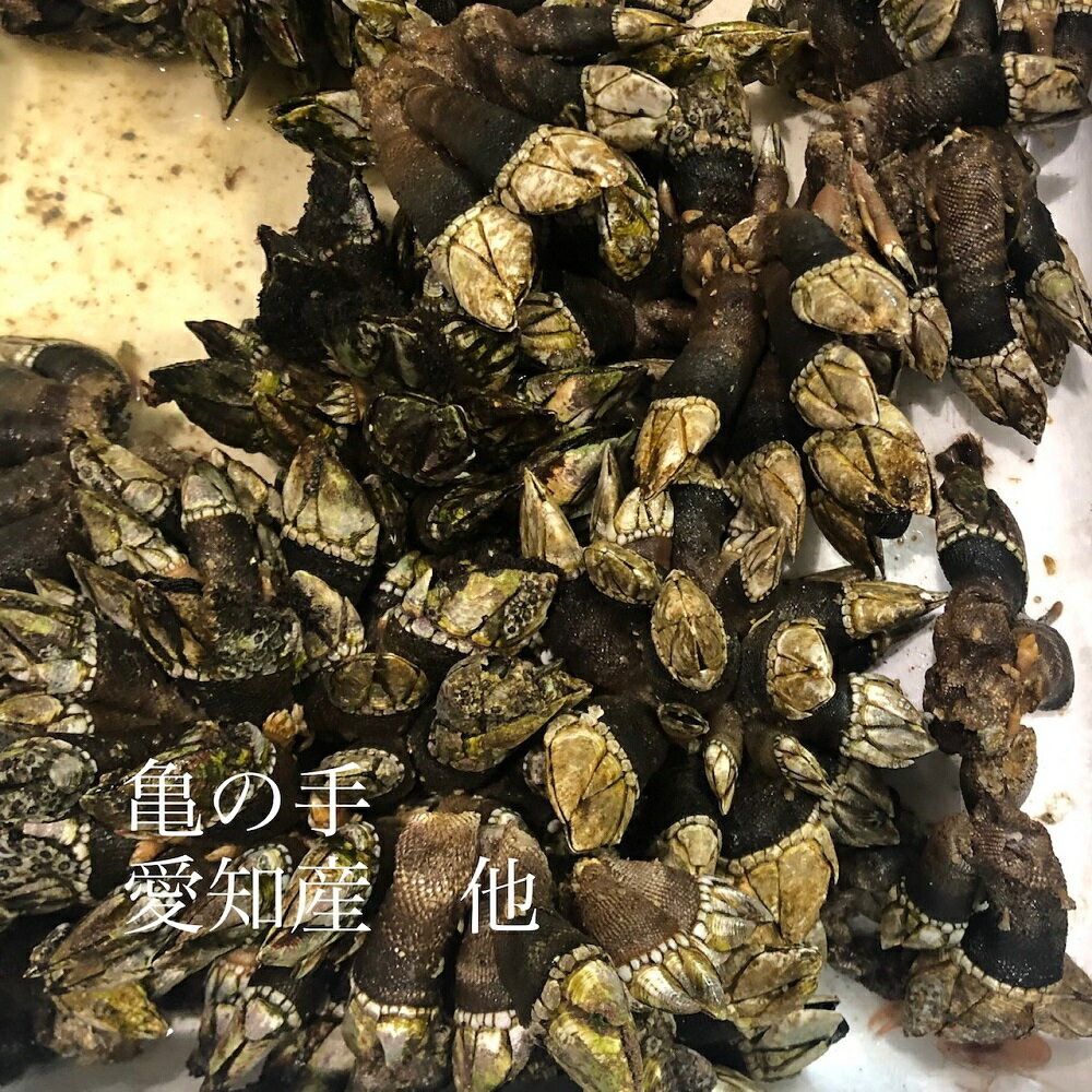 漁師のおやつ 珍しい貝 カメノテ 亀の手 レシピ 作り方 By はなまる子 楽天レシピ 漁師のおやつ 珍しい貝 カメノテ 亀の手 レシピ 作り方 By はなまる子 楽天レシピ