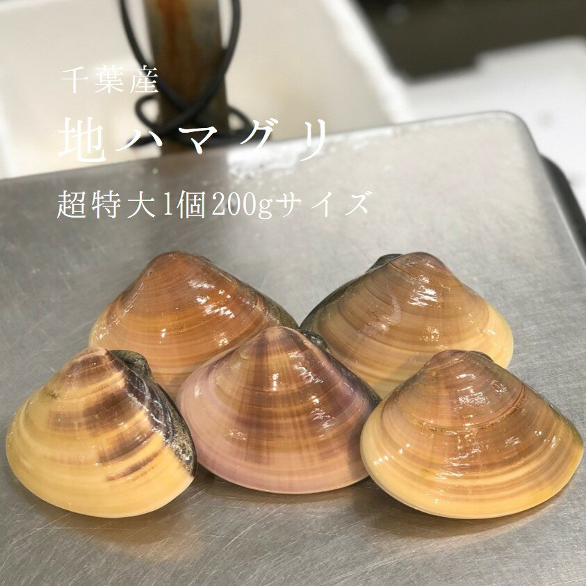 天然 地はまぐり 生 活け 超特大サイズ 約180-200g/個 約1kg 千葉産 BBQには最適 出汁の旨味が違う ギフト［豊洲直送］地ハマグリ 地蛤 バーベキュー 海鮮 BBQ お歳暮 御歳暮【地ハマ200gx1K】…