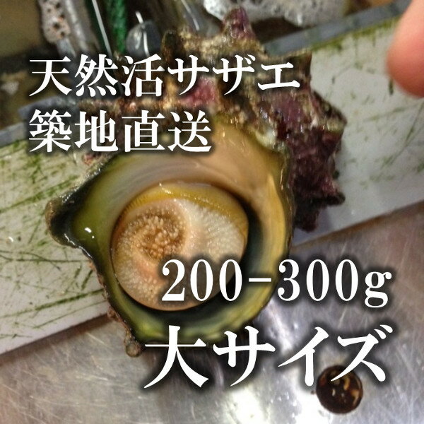 天然活サザエ 大サイズ さざえ バーベキュー 200-300g 約1kg（4-5個）（豊洲直送）長崎 他　BBQ【サザエ200−300gx1K】 冷蔵