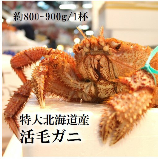 特大活毛ガニ 最高級品 北海道産 約800-900g(1杯)［豊...