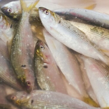 特選 小肌 こはだ 有明・天草・江戸前・大阪湾 他 約500g 鮮魚【kohada500g_小肌500g】 冷蔵