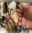 殻付き牡蠣 生食用 門司産 小サイズ