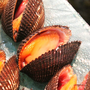 活け赤貝 特選殻 石巻渡波産 他 約100-120g/個 計1kg 築地直送 高級貝類 国産 アカガイ 職人の食材【国産赤貝1K】