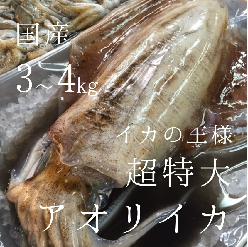 超特大アオリイカ 国産 イカの王様 約3-4kg/杯 豊洲直...