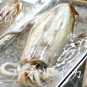 アオリイカ 約1キロ 神奈川 他 豊洲直送 鮮魚【アオリ...