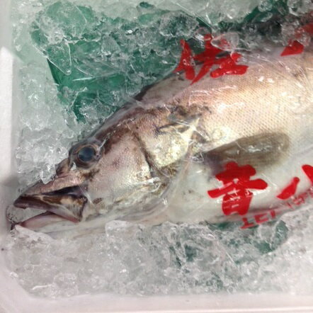 アラ 超高級魚 幻の魚 新潟他 約2-3キロ 食通の魚 極上の刺身 冷蔵