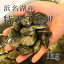 特大アサリ　静岡県浜名湖産 500g　豊洲直送　特大　あさり　浅利【浜名湖特大アサリ500g】 冷蔵