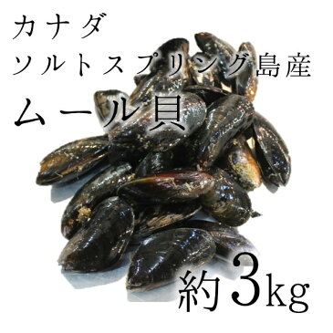 活けムール貝 生 最高級 カナダソルトスプリング島産 空輸 約3kg 築地直送【カナダ産ムール3K】