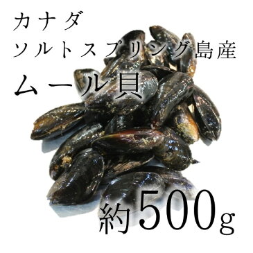 活けムール貝 生 最高級 カナダソルトスプリング島産 空輸 約500g 築地直送【カナダ産ムール500g】