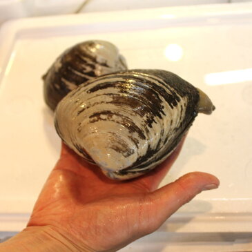 活けホッキ貝 北海道産 約500g/個 築地直送 高級貝類 北寄貝 ウバガイ【ホッキ貝500g】