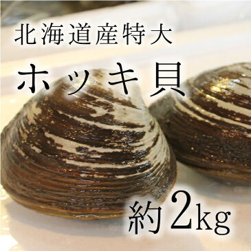 活けホッキ貝 北海道産 約500g/個 計2kg 築地直送 高級貝類 北寄貝 ウバガイ【ホッキ貝2K（4個）】