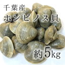 ホンビノス貝 大アサリ 白ハマグリ 5キロ 約70-120g 大サイズ!BBQに最適!豊洲直送 千葉 愛知 他 バーベキュー 海鮮 BBQ【ビノス5K】 冷蔵