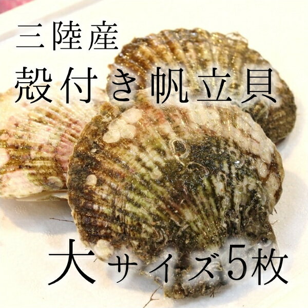 活ホタテ 殻付きホタテ 特大サイズ 海鮮 バーベキュー 約300g/枚 計5枚(約1.5kg)豊洲直送　宮城 三陸産 他 BBQ 帆立【カラホ300gx5枚】 冷蔵