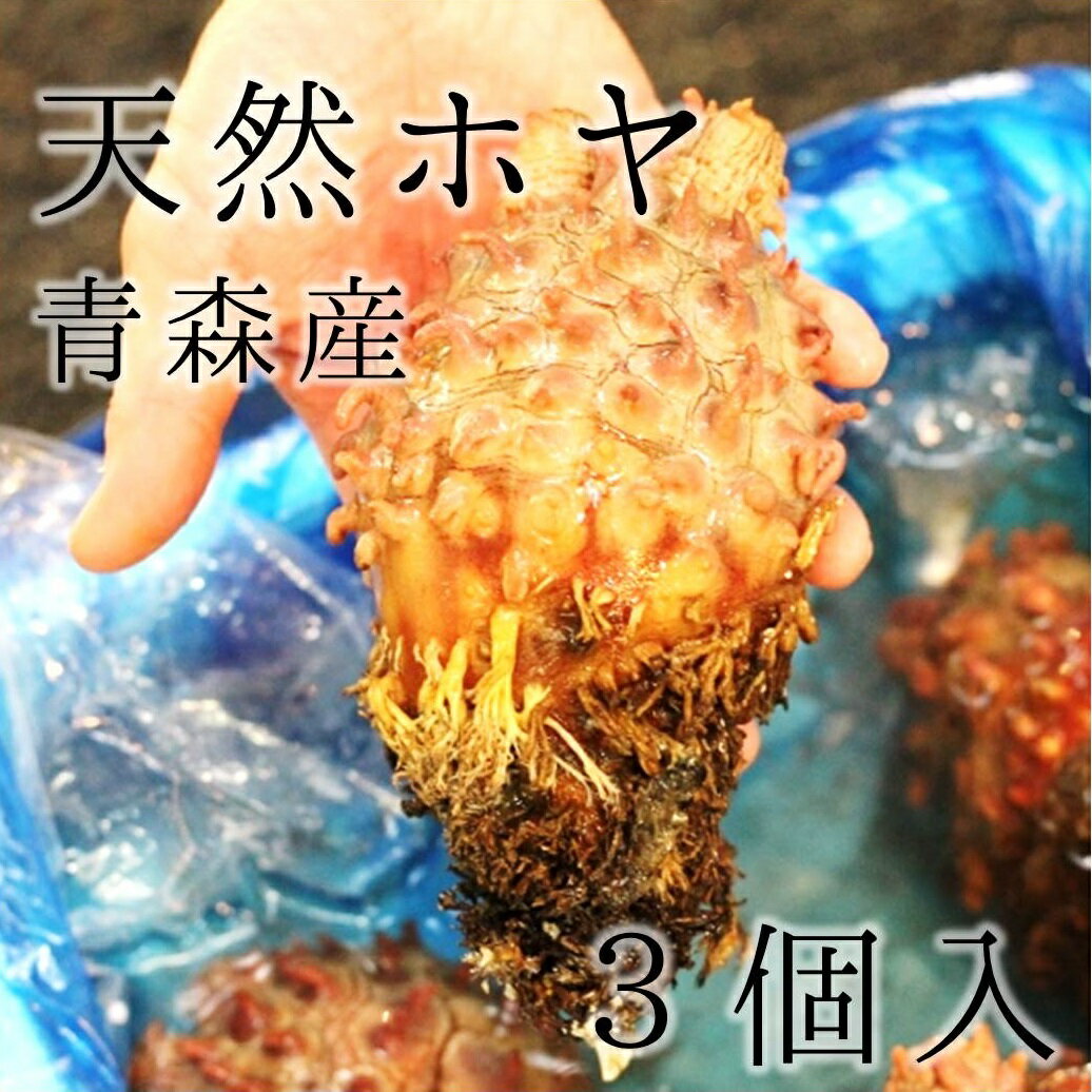 天然 活 ホヤ 青森県産 3個(400〜500g/1個） 殻付きホヤ 殻ホヤ ほや 海鞘【天然ホヤ3個】 冷蔵のサムネイル