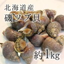 活イソツブ 活磯ツブ ツブ貝 北海道産 高級貝類 1kg ［料亭等で使用する質］豊洲直送 朝一入荷した鮮度抜群の 冷蔵