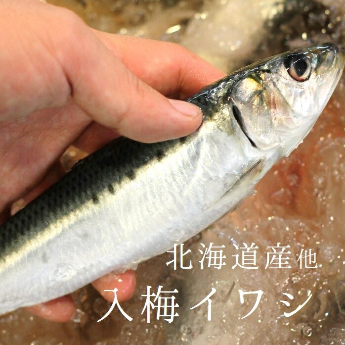 イワシ 脂イワシ 鰯 いわし 北海道 境港 銚子 岩手産 他