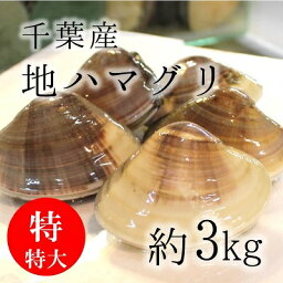 天然 地はまぐり 活 国産 特特大サイズ (150g/個) 約3kg 千葉産 BBQに最適！ ギフト［豊洲直送］地ハマグリ 地蛤 バーベキュー 海鮮 BBQ お歳暮 御歳暮【地ハマ150gx3K】 冷蔵