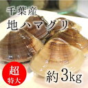 天然 地はまぐり 活 国産 超特大サイズ (1個約180-200g) 約3kg 千葉産 BBQに最適！ ギフト［豊洲直送］地ハマグリ 地蛤 バーベキュー 海鮮 BBQ お歳暮 御歳暮【地ハマ200gx3K】 冷蔵