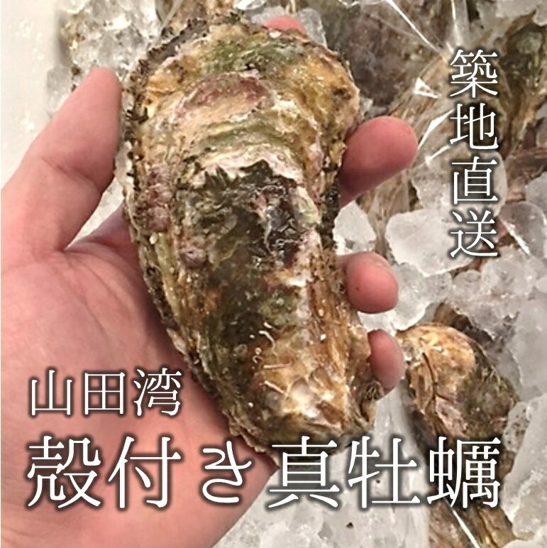 殻付き牡蠣 カキ 生食用 三陸 山田湾 約150-200g 特大サイズ 計20個 真牡蠣 マガキ【山田カキ30x20】 冷蔵