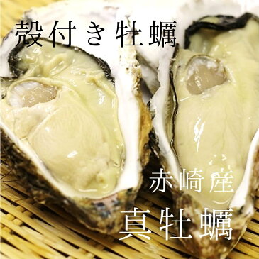 生 殻付きカキ 真牡蠣 三陸赤崎産 特大サイズ10個入り（1個/200~250g） 豊洲直送【赤崎牡蠣20x10個】 冷蔵