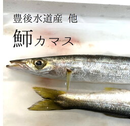 高級カマス 豊後水道産 他 かます 高級鮮魚 豊洲目利き厳選 1尾150-200g前後 1キロ 刺身 生食【カマス150−200g1K】 冷蔵