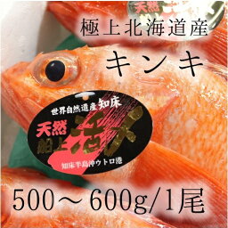 キンキ 大サイズ 約500-600g （豊洲直送）北海道網走/知床産 きんき ギフト 贈答用 お中元 釣りキンキ【生釣りキンキ500-600g】 冷蔵