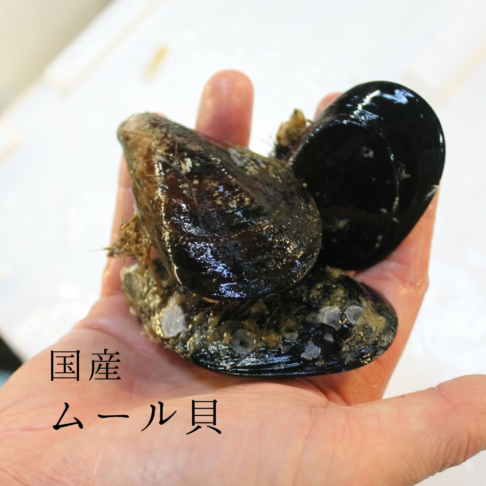 活 ムール貝 生 [目利の手選別] サイズ混合 国産（宮城・広島産など）約1kg 豊洲直送 他【ムール貝1K】..