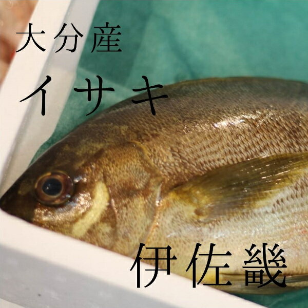 イサキ 約1kg/1尾 大分産 他 豊洲直送 伊佐木 鮮魚【高級イサキ1K】 冷蔵