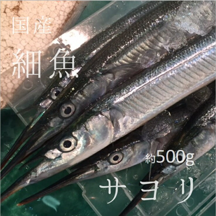 サヨリ 国産（茨城・竹岡他）豊洲直送 500g（4-8本）細...