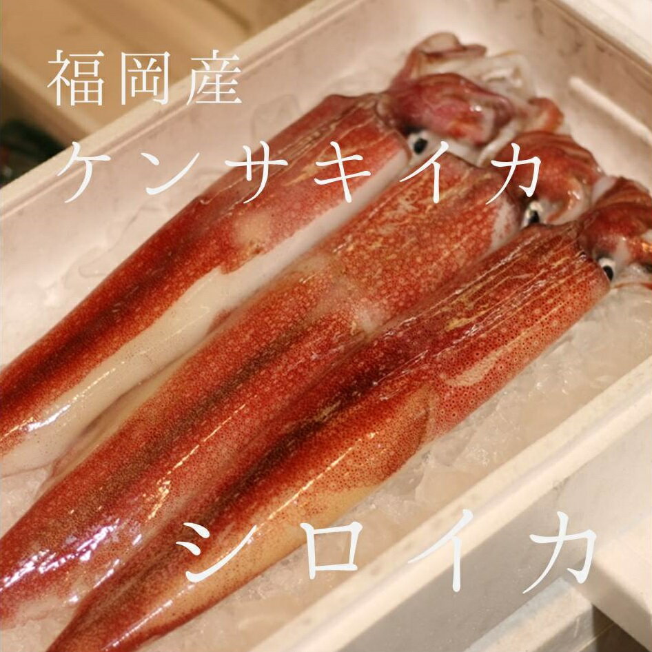 特選シロイカ 福岡 他 1杯（約400g前後・大サイズ） 豊洲直送 ケンサキイカ 鮮魚 冷蔵