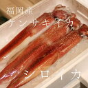 特選シロイカ 福岡 他 1杯（約400g前後・大サイズ） 豊洲直送 ケンサキイカ 鮮魚【シロイカ400g前後】 冷蔵