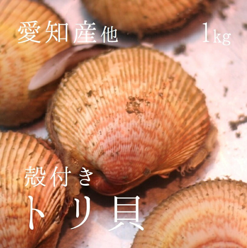 生トリ貝 殻付きトリ貝 三重・愛知産 他 1個70-130g・計1kg 豊洲直送 高級貝類 国産 カラトリ 鳥貝 職人の食材【カラ…
