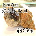 活けの殻付きツブ貝 北海道産 大サイズ 約250-300g/個 ...