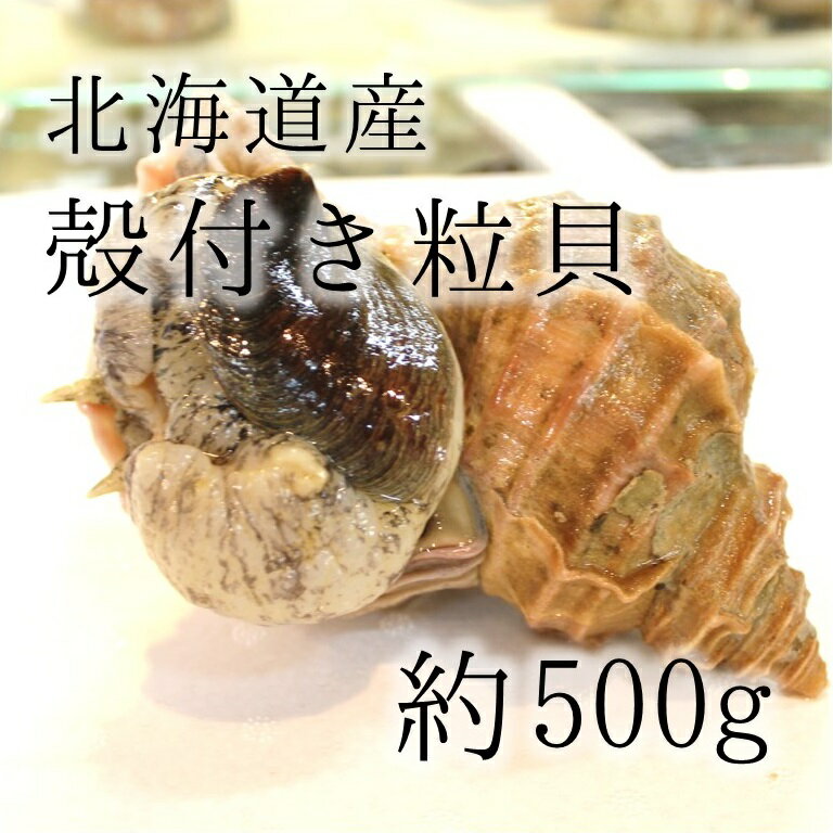 活けの殻付きツブ貝 北海道産 特大サイズ 約+500g/個 豊洲直送 高級貝類 つぶ貝 粒貝 職人の食材 冷蔵