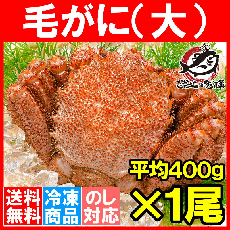 【お試し＆送料無料】毛ガニ 毛蟹 浜茹で毛がに姿 平均400g前後×1尾 ボイル 冷凍 北海道産 最高級 堅蟹 身もカニ味噌もぎっしり！築地の正規品堅ガニ【かに カニ 蟹 カニ鍋 かに味噌 築地市場 豊洲市場 ギフト】【smtb-T】rns