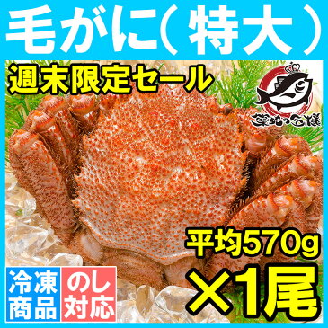 【週末限定セール】特大 毛ガニ 毛蟹 浜茹で毛がに姿 平均570g前後×1尾 ボイル 冷凍 北海道産 最高級 堅蟹 身もカニ味噌もぎっしり！築地の正規品堅ガニ【かに カニ 蟹 カニ鍋 かに味噌 築地市場 ギフト】【HLS_DU】rs