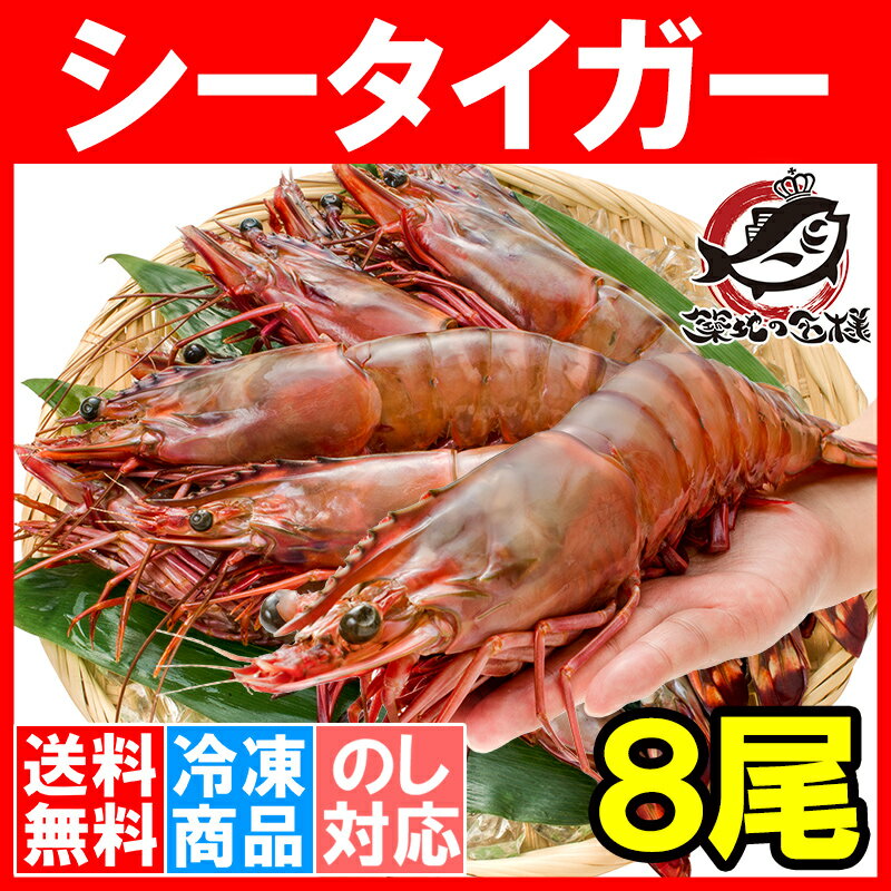 送料無料 シータイガー 8尾 約30cm 1.5kg 天然 特大 超特大 エビ えび 海老 加熱用 冷凍 BBQ バーベキュー 冷凍海老 ジャンボ エビフライ 海老フライ 天ぷら 巨大 築地市場 豊洲市場 業務用 ギフトrn