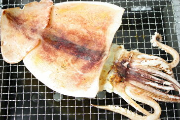 本当にデカイ!超特大!絶品の真いか一夜干し 2枚入 1袋 甘塩手造りの特選クラス。驚きの大きさと身の厚さでとても柔らか!【いか イカ 烏賊 いか一夜干し イカ一夜干し 干物 珍味 築地市場 豊洲市場 ギフト】r