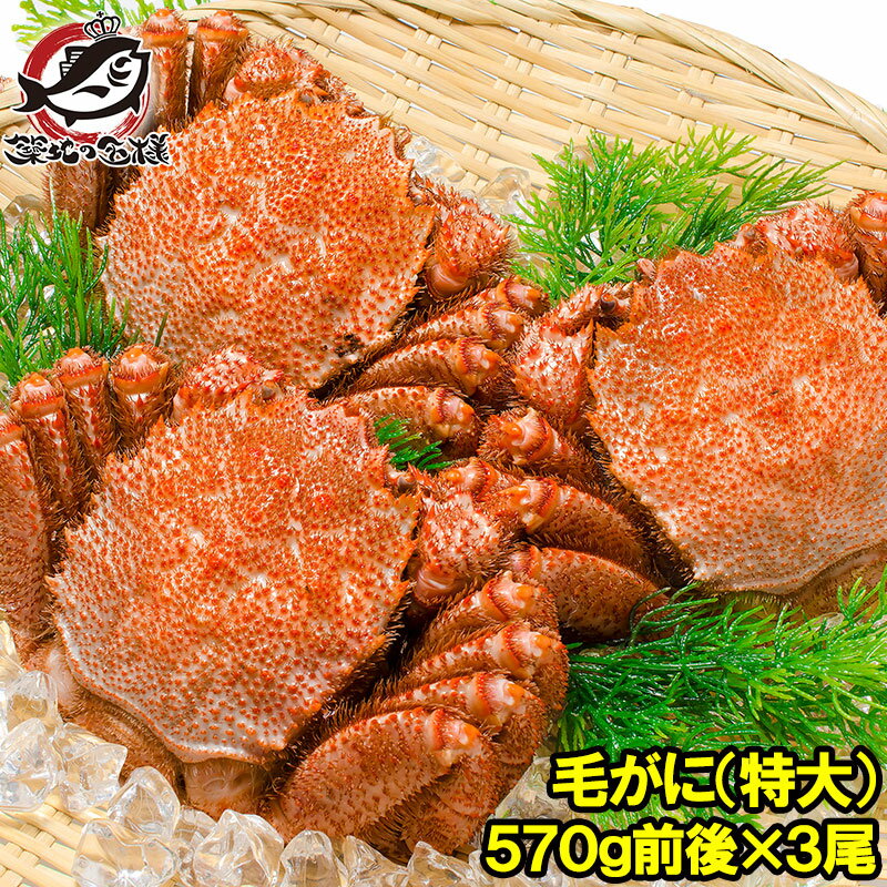 送料無料 特大 毛ガニ 毛蟹 浜茹で毛がに姿 平均570g前後×3尾 ボイル 冷凍 北海道産 最高級 堅蟹 身もカニ味噌もぎっしり!築地の正規品堅ガニ かに カ...