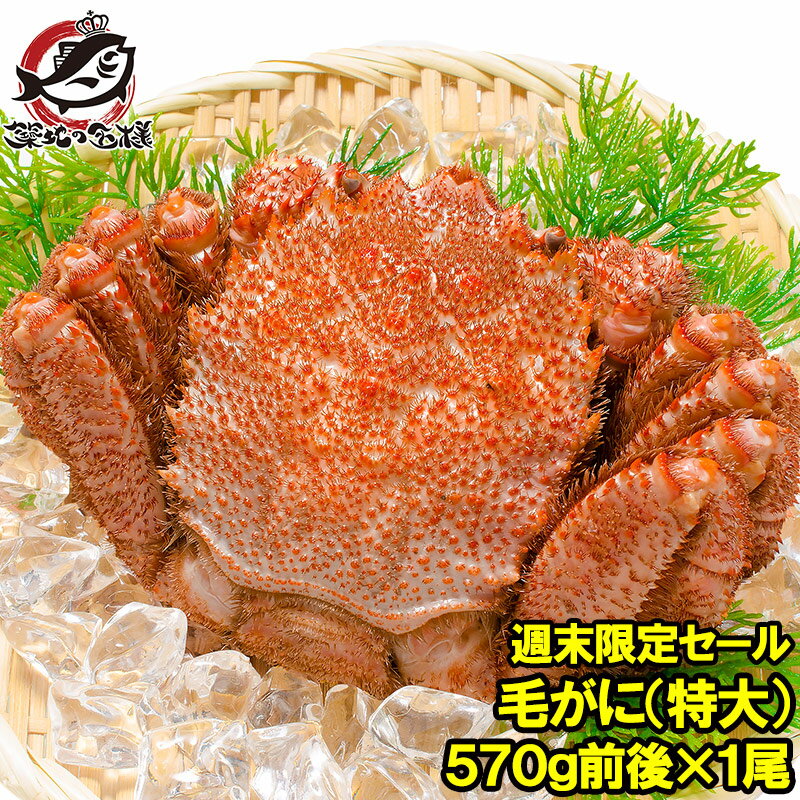 週末限定セール 特大 毛ガニ 毛蟹 浜茹で毛がに姿 平均570g前後×1尾 ボイル 冷凍 北海道産 最高級 堅蟹 身もカニ味噌もぎっしり 築地の正規品堅ガニ か...