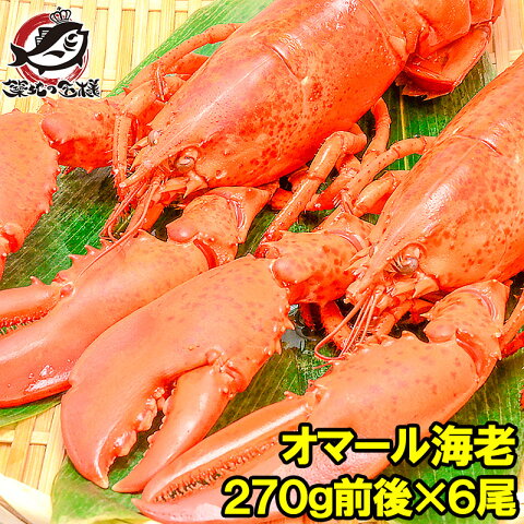 【送料無料】オマール海老 ロブスター 冷凍重量270g前後×6尾 肉厚な高級ボイルロブスター！【ロブスター オマールエビ オマール海老 オマールロブスター 伊勢海老 伊勢えび バーベキュー 築地市場 豊洲市場 ギフト】【smtb-T】rn