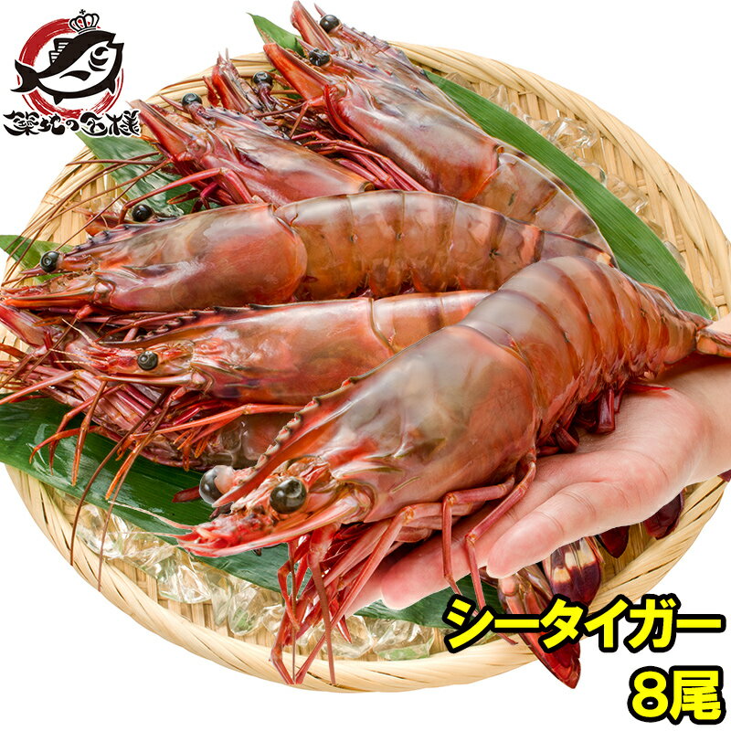 送料無料 シータイガー 8尾 約30cm 1.5kg 天然 特大 超特大 エビ えび 海老 加熱用 冷凍 BBQ バーベキュー 冷凍海老 ジャンボ エビフライ 海老フライ 天ぷら 巨大 築地市場 豊洲市場 業務用 ギフトrn