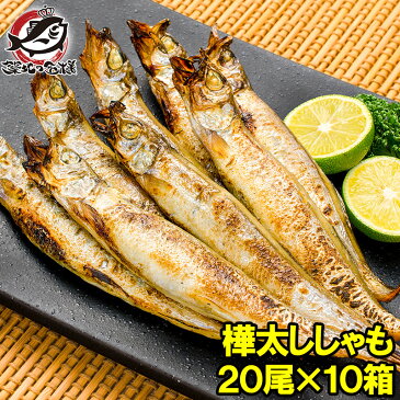 送料無料 子持ちししゃも 子持ちからふとししゃも 大サイズ 1箱20尾 ×10箱 業務用 【ししゃも シシャモ 樺太シシャモ カラフトシシャモ ノルウェー産 子持ちししゃも 柳葉魚 カルシウム 焼魚 食べる小魚 酒の肴 築地市場 豊洲市場 ギフト】