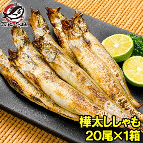 子持ちししゃも 子持ちからふとししゃも 大サイズ20尾 業務用1箱 ししゃも シシャモ 樺太シシャモ カラフトシシャモ ノルウェー産 子持ちししゃも 柳葉魚 カルシウム 焼魚 食べる小魚 酒の肴 築地市場 豊洲市場 ギフト