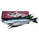 紅鮭1本物　中塩　カナダ産　約2.2kg