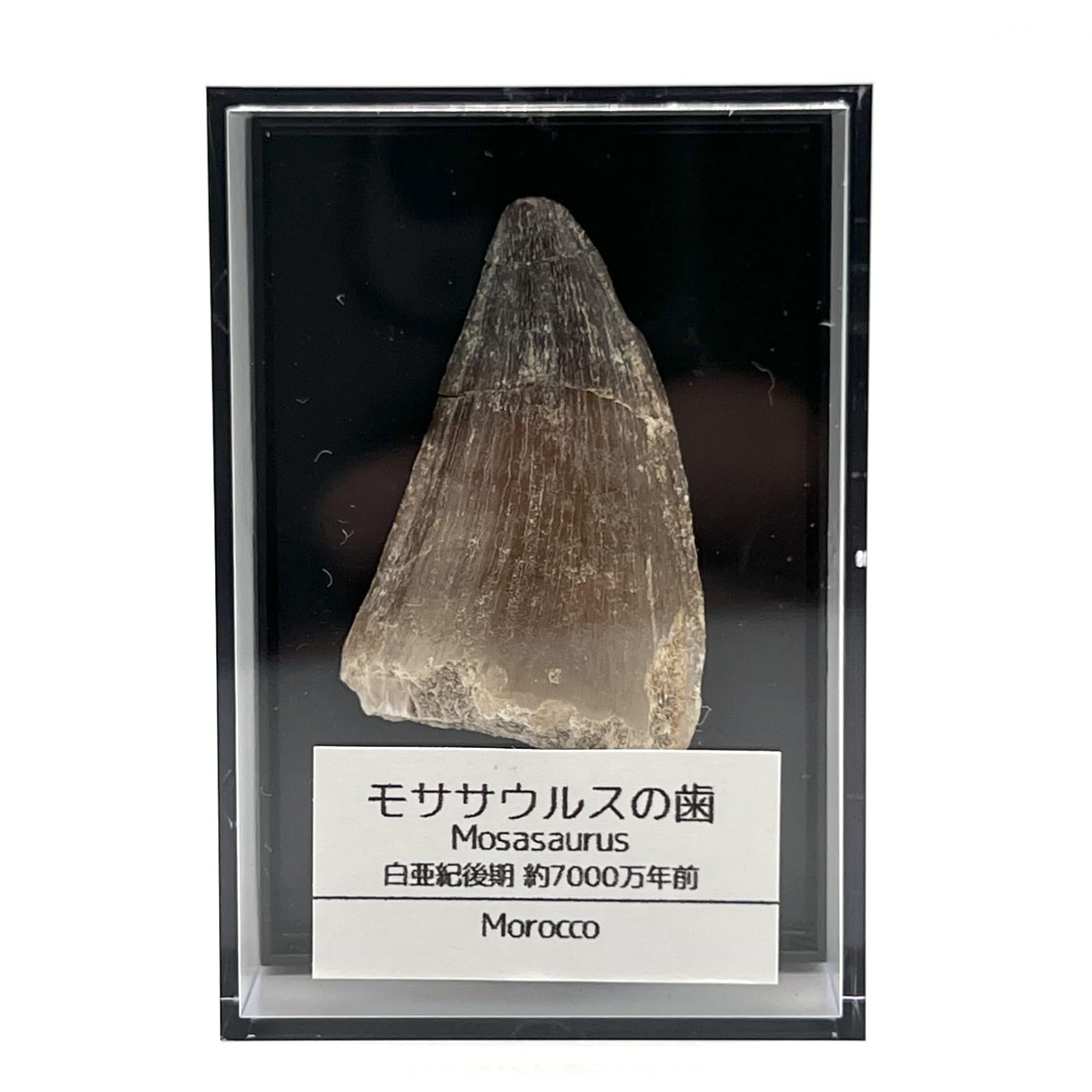 モササウルスの歯 約35mm 化石 標本ケース 固定用粘土付き 恐竜 爬虫類 本物 白亜紀 モロッコ産 mosa-35 自由研究 夏休み 標本