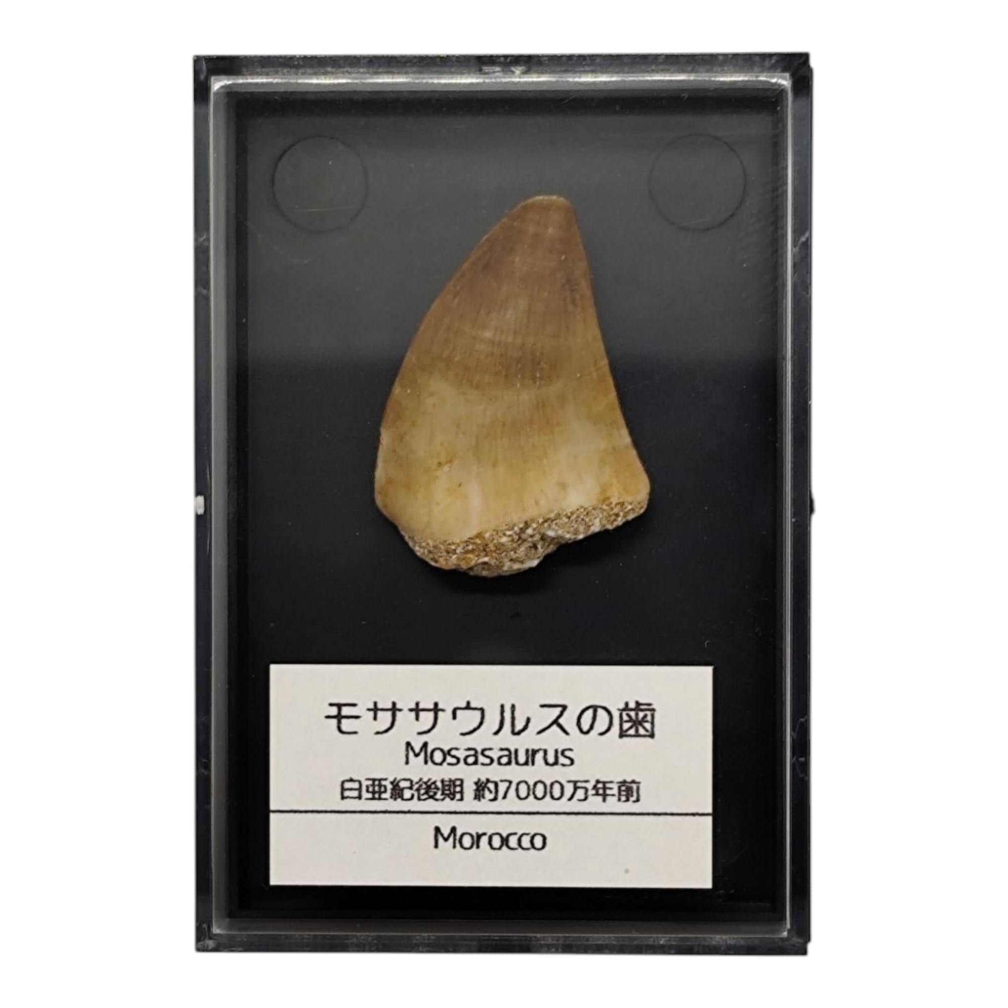 悠久の時を超えてきた「本物」だけが持つ迫力とロマンを、手のひらに。◆ 白亜紀の海に棲息したモササウルスの本物の歯の化石です◆ 25mm前後の歯の化石をケースに入れてお届けします◆ 画像のお届け例のようなものからランダムにお送りしますこんな用途に◆ コレクション・標本棚のメイン展示に◆ 理科・地学が好きなお子さまへの知育ギフトに◆ 自由研究・学習教材の実物資料に◆ デスク・玄関のインテリアや話のタネに◆ 誕生日・記念日のプレゼントにモササウルスは白亜紀後期・約7000万年前の海に生息した巨大な爬虫類です。最大のサイズは大型バスを凌ぐ18mにもなり、海の生態系の頂点に君臨していました。 こちらの商品はそのモササウルスの歯の本物の化石になります。モササウルスの歯は一頭につき70本前後生えていたと言われ、また何度も生え変わったため化石として残る量が多く、比較的手に入れやすい化石となっています。 当店はお求めやすい25mm前後の歯を厳選しお届けします。 内容物   ・モササウルスの歯(約25mm)1個   ・アクリル製展示ケース1個   ・説明書きラベルシール1枚 ・固定用粘土1個   こちらの商品はすべて国内で検品と梱包をしております。化石はすべて一点物ですので形に差があります。2枚目以降の画像に例を載せましたのでご参考にしてください。分類から選ぶ: 化石（三葉虫・恐竜・アンモナイト）｜隕石（月・火星）｜鉱物・ウランガラス｜古銭・貨幣ページ上部に全ラインナップがあります。気になる標本がきっと見つかります。化石・鉱物・隕石・古銭 全ラインナップクリックで各商品ページへ◆ 化石（三葉虫・恐竜・アンモナイト） 一覧アンモナイト15-20mm 20-30mm 30-40mmスピノサウルスの歯40mm 50mm 60mmモササウルスの歯25mm 35mm三葉虫4-5cm 5-7cm 8-10cm縄文土器 破片5-7cm◆ 隕石（月・火星） 一覧月隕石 NWA16372火星隕石 Amgala 001◆ 鉱物・ウランガラス 一覧ウランガラス玉10mm 5個 14mm 5個ウランガラス玉 緑10mm 5個パイライト30-35g◆ 古銭・貨幣 一覧天保通宝つくしサイエンス 化石 鉱物 隕石 標本 原石 天然石 本物 コレクション 展示 理科 地学 教材 自由研究 知育 ギフト プレゼント インテリア 誕生日 子供 大人