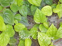 精油ベテル・ペッパー Betel Pepper/エッセンシャルオイル 5ml